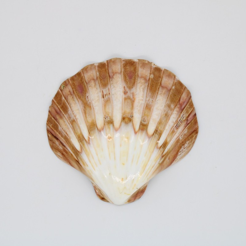 Ενυδατικό και αρωματικό σαπούνι με θαλασσινό αλάτι μαζί με βάση σαπουνιού όστρακο